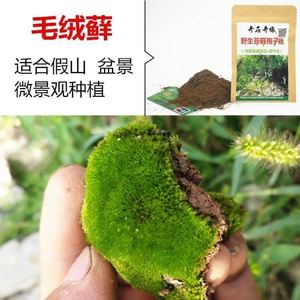 上水石吸水石草籽草子假山盆景装饰植物微景观青苔种籽苔藓孢子粉