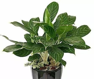 高档观叶植物白雪公主白马王子室内绿植室内盆栽花卉吸甲醇防辐射