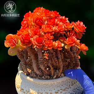 高档小叶秀妍研老桩多肉植物一物一拍包邮红色大株盆栽向阳派园艺