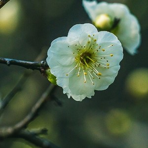 金钱绿萼梅花苞图片