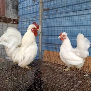 元宝鸡活体一对出售观赏鸡活体元宝鸡元宝蛋可孵化宠物鸡活体一对