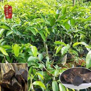 k香楠沉香树苗名贵沉奇一代x奇楠木苗嫁接绿奇楠白奇虎斑棋苗盆栽