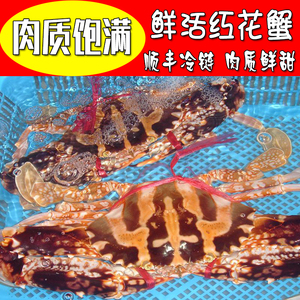000人付款淘宝鲜活红花蟹新鲜生猛红蟹活体特大梭子蟹