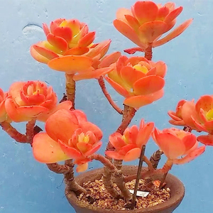 精美丸叶红梅超大老桩稀有办公室内多肉植物花卉盆栽阳台防辐射