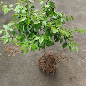 山矾树苗留春树香花四季常青山桂花黄米饭包粽子盆栽绿植花卉