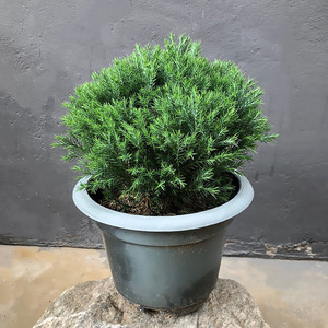 雾凇盆栽 盆景绿植花卉 窗台阳台室外四季常青微景观喜阳植物好养