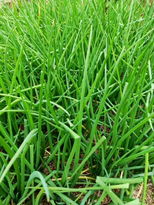 贵州本地火葱农家自种香葱炒菜蘸水可食用大头小葱