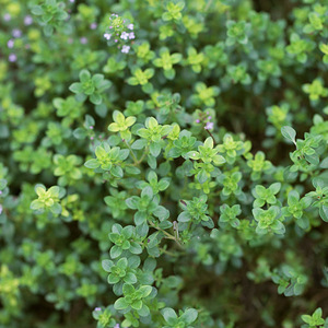 百香草植物-淘宝拼多多热销百香草植物货源拿货 - 阿里巴巴货源