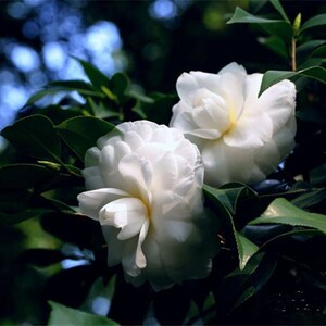 白雪塔茶花纯白色经典水晶白名贵新品种树苗盆栽进口绿植花卉包邮