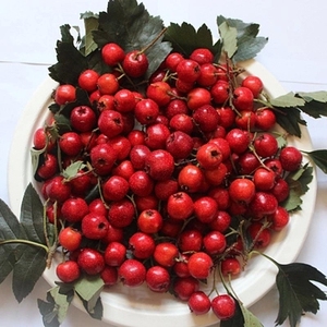 东北野生孕妇果