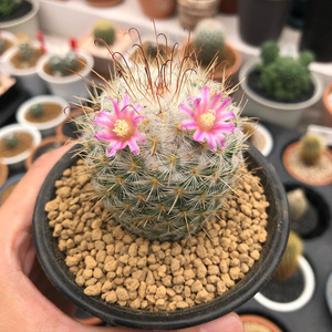 日本进口代丰明丸实生仙人球多肉植物乳突属倒钩刺易开花