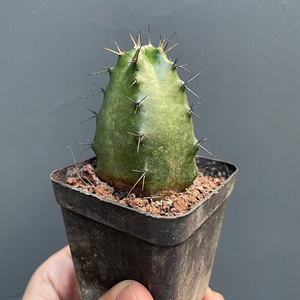 日本进口代宇宙殿仙人球软体 鹿角柱属大花多肉植物