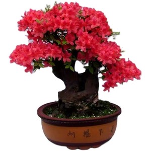 映山鹃杜红花盆景老盆室内客厅庭院花卉绿植桩栽植物除甲醛阳台a