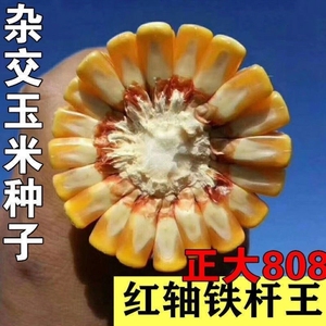 正大808杂交玉米种子高产抗倒伏种籽孑特大棒型南方适种正品良种