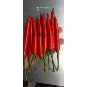农好种业 椒多多2号二号 早熟 大果型 朝天椒种子