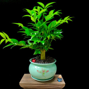 高档竹室室栽平安竹兴旺竹长寿竹大盆景盆内植物客厅办y公柏吸ins