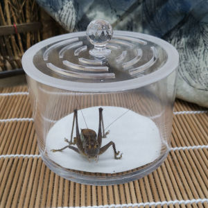 新款蟋蟀蛐蛐蝈蝈油葫芦竹蛉鸣虫用品用具亚克力观赏透明叫罐