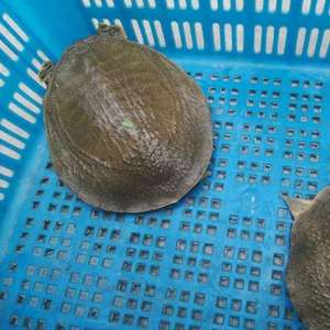 甲鱼活体中华鳖王八团鱼生鲜海鲜活水产水鱼特产火锅食材滋补