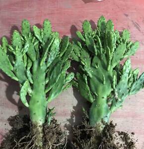 耐不含盆大型非常容易吸甲醛不b死千手观音盆栽旱养仙人掌千佛手