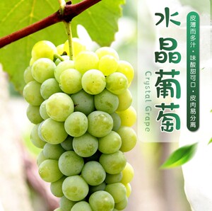 云南茉莉香香水水晶葡萄玫瑰香巨峰葡萄无籽玫瑰香现摘航空物流