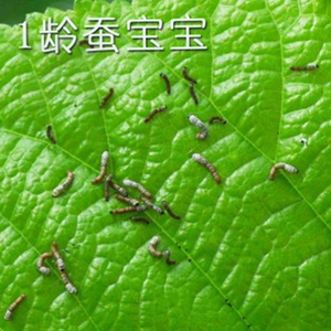 60繁荣昌盛smr淘宝七彩色巨型蚕宝宝学生养蚕套装太空舱养育仓别墅