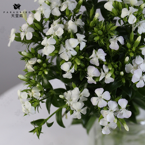 高档青梅相思梅鲜花直批云南昆明基地直发家用办公插花水养鲜切花