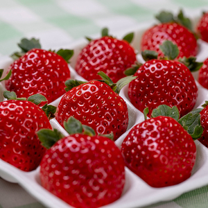 【莓农世家】顺丰杭州建德水果王后建德红草莓约1200g礼盒装