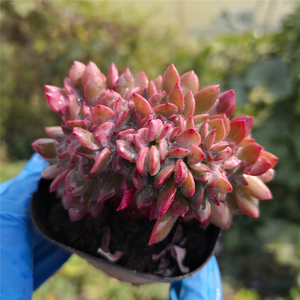 【滨海缀化】滨海缀化品牌,价格 - 阿里巴巴