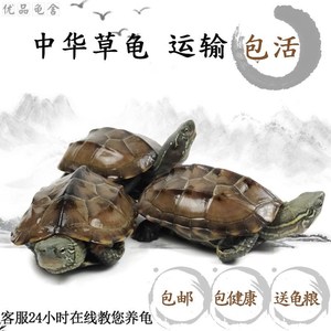 000人付款淘宝墨西哥蛋龟,墨蛋,背甲17厘米,脖子有咬伤,已好,背甲增生