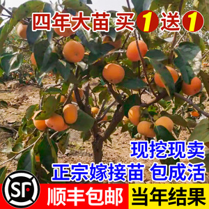 尖顶柿子专用大柿子柿饼富平树苗树苗庭院果树苗吊陕西富平2人付款22