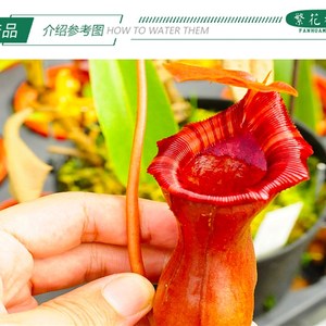 黑精灵猪笼草【lv劳氏x红葫芦性价比超高办公室u桌面盆栽绿植】