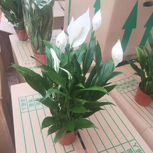 一帆风顺盆栽大叶