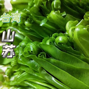 新鲜台湾山苏菜鸟巢蕨野菜王西餐菜500g酒店特色菜台湾食用山苏叶