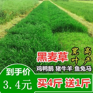 进口多年生黑麦草种子四季种植养牛鸡鸭鹅兔子鱼草高产耐寒牧草籽