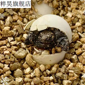 地图受精蛋火焰龟蛋麝香龟蛋欧泽龟蛋龟蛋佛鳄龟蛋可孵化体验孵化