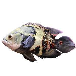 野生地图鱼奥图