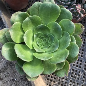 加州香炉盘 法师老桩庄手捧x花多肉植物办公室内阳台盆栽绿植多肉