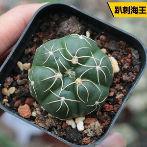 高档海王仙人球稀有趴刺海王美花海王仙人掌多肉植物办公室防实用