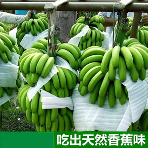 现摘新鲜香蕉香蕉新鲜的广西整箱带箱生青斤10水果