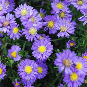 宿根荷兰菊种子矮生耐寒易活四季花种籽喜阴花籽室外庭院花种籽子