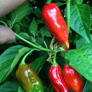 卡罗莱纳死神辣椒 印度鬼椒 那伽毒蛇 涮涮辣种子包邮15人付款2