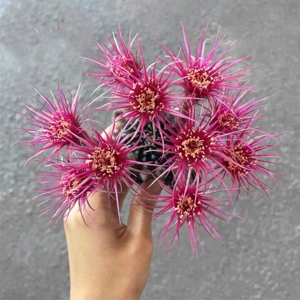 62-自根粉昭和丽花仙人球一物一拍,加购物车满28免邮,直径2-4cm