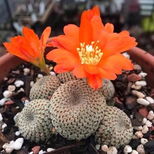 宝山香格里拉绿砂橙红色绯宝丸紫宝红姑娘黄花宝山仙人球14人付款15