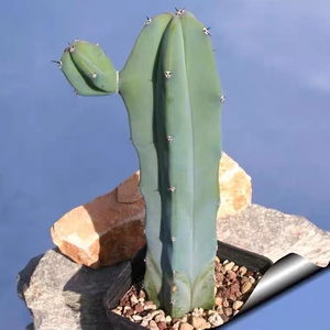 56-龙神木仙人柱一物一拍,加购物车满28自动免邮,高度7-9cm