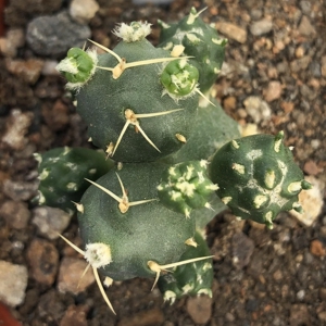 126-骑兵团扇自根仙人球一物一拍,加购物车满28免邮,参考7cm盆