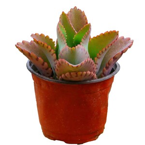 落地生根多肉不死鸟肉肉s盆栽包活阔叶不死鸟盆栽绿植客厅阳台多