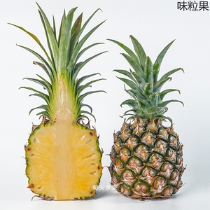 水果猎人杨晓洋 招牌凤梨徐闻树熟金钻凤梨 包园供果不熟不摘