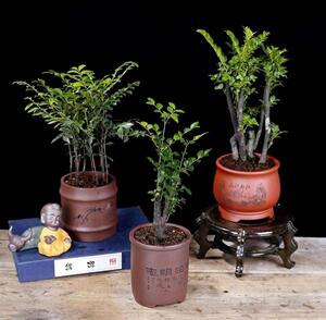 新品木盆栽小g叶绿檀盆景树苗紫檀紫桩室内阳台花卉树植盆栽耐寒