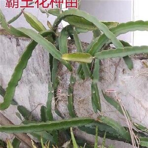 90品凡多品牌直销淘宝霸王花苗霸王鞭量天尺剑花仙人掌科多肉植物