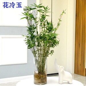 水培植物 青竹米竹室内盆栽小型凤尾竹盆景桌面绿植微盆景竹子苗